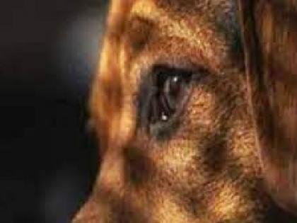 female stray dog raped by a man in chandrapur | विकृतीचा कळस, गर्भवती कुत्रीवर चंद्रपुरात अनैसर्गिक कृत्य