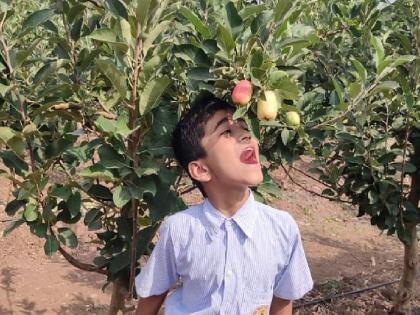 Students from remote areas directly in apple orchards | अतिदुर्गम भागातील विद्यार्थी थेट सफरचंदाच्या बागेत!, पाहणी करून घेतले लागवडीचे धडेही