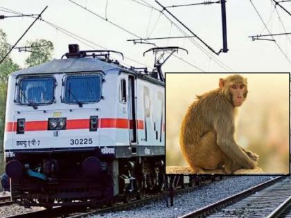 Konkan Railway floated tender to prevent monkey nuisance, portals erected for electrification, loss of masters | माकडांचा उपद्रव रोखण्यासाठी कोकण रेल्वेने काढली निविदा, विद्युतीकरणासाठी उभारलेले पोर्टल्स, मास्टर्सचे नुकसान