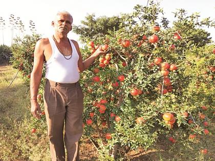 The headmaster develops fruit farming on hill by micro-planning | मुख्याध्यापकाने सूक्ष्म नियोजन करून डोंगरी शेतीत फुलविल्या फळबागा