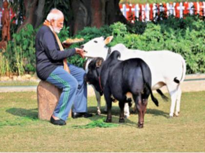 Modi fed fodder to the cow... gave the shawl on his shoulder to the girl and praised him... | मोदींनी गोमातेला चारा खाऊ घातला... आपल्या खांद्यावरील शाल मुलीला देत केले कौतुक...