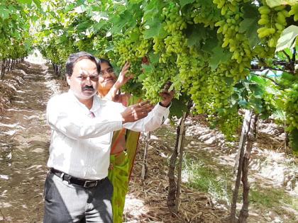 Sapling grapes in Kolkata market; 5 tonnes of grapes in one and a half acres | रोपळ्याची द्राक्षं कोलकात्याच्या बाजारात; दीड एकरात निघाली २६ टन द्राक्षं 