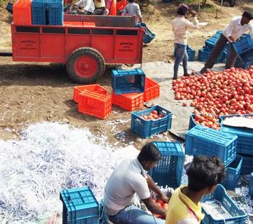 After seeing photos of pomegranate, Bangladeshi businessmen reached Bairagwadi | डाळिंबाचे फोटो पाहून बांगलादेशीचे व्यापारी पोहोचले बैरागवाडीत