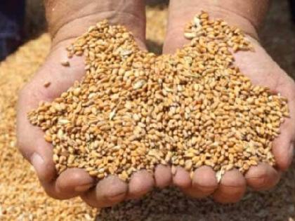 Free Grain Distribution Scam Named Institution Salesman steward | मोफत धान्य वाटप घोटाळा : संस्था नामधारी; सेल्समन कारभारी