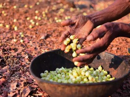 The products of ‘Flowers of temptation’ will tempt; Unbound, do 'brand' now | मोहात पाडतील ‘मोहा’ची उत्पादने; बंधनमुक्त केले, आता ‘ब्रँड’ही करा