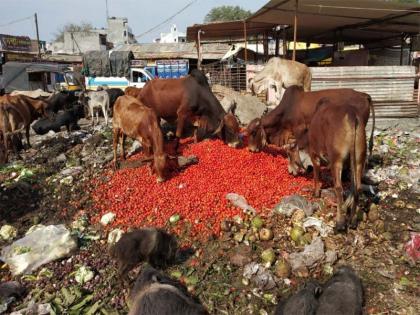 In the Shahid of the Swachh Bharat Mission, 'Aisi-Tashi' | स्वच्छ भारत अभियानाची शहाद्यात ‘एैसी-तैसी’