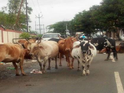 623 cattle ridden in Solapur has been arrested in five months | सोलापूरात पाच महिन्यांत पकडली ६२३ मोकाट जनावरे