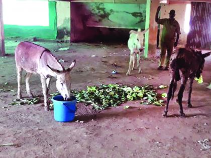 Campaign against Mokat animals, cows, buffaloes and donkeys seized in Chiplun | चिपळुणात मोकाट जनावरांविरोधात मोहीम, गाई, म्हशींसह गाढव ताब्यात