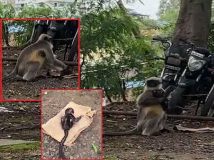 monkeys caressed their cub after the death of their mother incident in Bambawade, Sangli | हृदय हेलावणारे चित्र, आईच्या मृत्यूनंतर पिलाला दिली माकडिणींनी माया; सांगलीतील बांबवडे येथील घटना monkeys caressed their cub after the death of their mother incident in Bambawade, Sangli | हृदय हेलावणारे चित्र, आईच्या मृत्यूनंतर पिलाला दिली माकडिणींनी माया; सांगलीतील बांबवडे येथील घटना