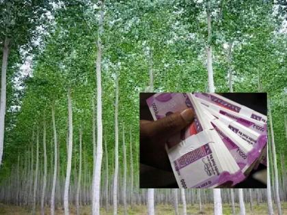 Billions of rupees can be earned from the cultivation of these trees, that is the whole process | Eucalyptus Farming: या झाडांच्या लागवडीतून होऊ शकते कोट्यवधींची कमाई, अशी आहे संपूर्ण प्रक्रिया