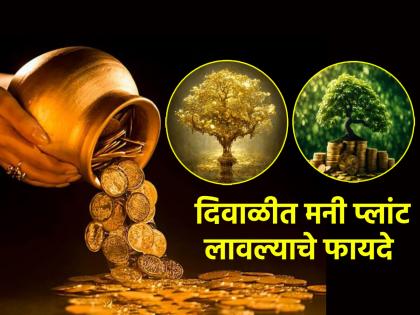 Diwali 2023: It is best to plant money plant on 'this' day of Diwali; There will be huge profits! | Diwali 2023: दिवाळीच्या 'या' दिवसात मनी प्लांट लावणे ठरेल उत्तम; होईल अपार धनलाभ!