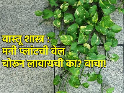 Vastu Tips: A stolen money plant vine is said to rain money; Read the truth behind it! | Vastu Tips: चोरून आणलेली मनी प्लांटची वेल पैशांचा पाऊस पाडते म्हणे; वाचा त्यामागील सत्य!