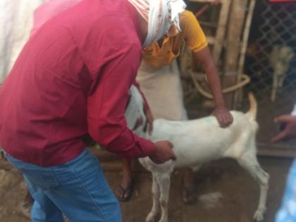 Buldana: Monitoring of 68 goats with pneumonia | बुलडाणा:  न्युमोनिया झालेल्या ६८ बकऱ्यांचे मॉनिटरींग