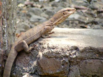 monitor lizard organ sale plot thwarted in Nashik! | घोरपडीच्या अवयव विक्रीचा डाव नाशकात उधळला!