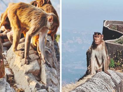 Beware of monkeys while trekking 2 trekkers killed in 2 days Shocking incident at Torna fort | ट्रेक करताना माकडांपासून सावधान! २ दिवसांत २ ट्रेकरचा मृत्यू; तोरणा किल्ल्यावरील धक्कादायक घटना