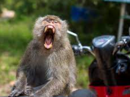 One killed after monkey jumps on motorcycle; The back seat was saved by the helmet | वानराने मोटरसायकलवर उडी मारल्याने एक ठार; मागे बसलेला हेल्मेेटमुळे बचावला