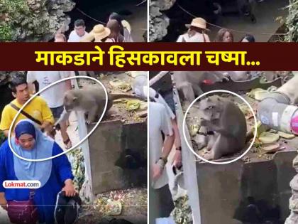 VIDEO Monkey suddenly snatches goggles from woman head then you will be shocked to see what happened next | VIDEO: माकडाने अचानक महिलेच्या डोक्यावरून हिसकावला गॉगल.. पुढे जे झालं ते पाहून व्हाल थक्क VIDEO Monkey suddenly snatches goggles from woman head then you will be shocked to see what happened next | VIDEO: माकडाने अचानक महिलेच्या डोक्यावरून हिसकावला गॉगल.. पुढे जे झालं ते पाहून व्हाल थक्क