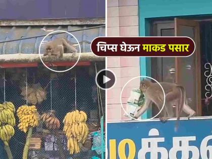 Video: माकडांनाही आता 'चेंज' हवाय... दुकानातले केळीचे घड सोडून मसालेदार चिप्सवर मारला डल्ला