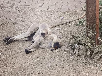 Heartbreaking! The monkey mother sacrificed herself to save the chick from the electric wire | ती आई होती म्हणून, विद्युत तारेपासून पिलाला वाचवताना स्वत:ला केले मृत्यूच्या हवाली