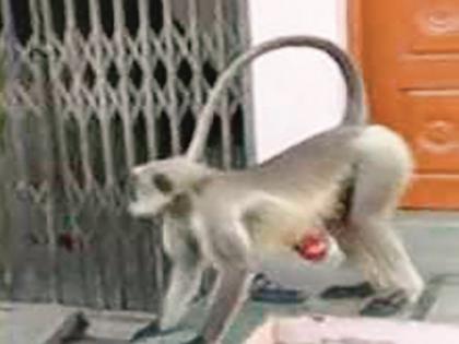 The monkeys went wild after cutting their stomachs, the villagers and the forest department saved their lives with difficulty | पोट कापल्याने वानर सैरभैर झाले, ग्रामस्थ अन् वनविभागाने महत्प्रयासाने प्राण वाचवले