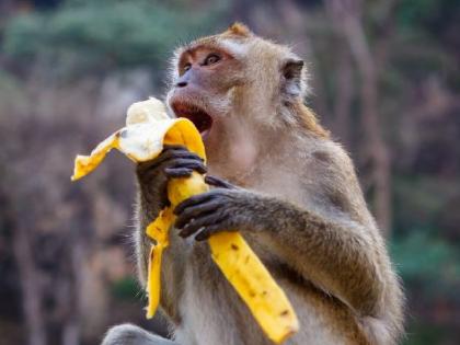 Forest department files case against man for feeding monkeys in Satara | माकडांना खाऊ घालणं आलं अंगलट, साताऱ्यात वन विभागाकडून एकावर गुन्हा दाखल Forest department files case against man for feeding monkeys in Satara | माकडांना खाऊ घालणं आलं अंगलट, साताऱ्यात वन विभागाकडून एकावर गुन्हा दाखल