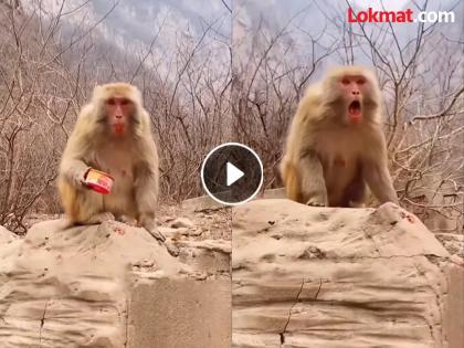 Monkey ate red chilli thinking it was carrot pudding see what happen next | VIDEO : गाजराचा हलवा समजून माकडानं खाल्ली लाल मिरची, बघा कशी झाली त्याची हालत! Monkey ate red chilli thinking it was carrot pudding see what happen next | VIDEO : गाजराचा हलवा समजून माकडानं खाल्ली लाल मिरची, बघा कशी झाली त्याची हालत!