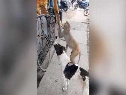 dog helping monkey to steal chips is cute and funny video goes viral on social media | माकड-कुत्र्यांच्या गँगवॉरमध्ये आणखी एक व्हिडिओ, माकडाला चोरी करायला मदत करतोय कुत्रा