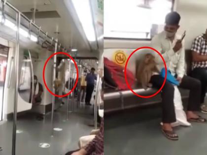 What is going on in Delhi Metro earlier it was Bikini girl obscene behavior and now monkey travel journey | दिल्ली मेट्रोमध्ये चाललंय काय? बिकीनी गर्ल, अश्लील चाळे अन् आता थेट माकडचा प्रवास