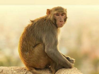 A monkey attacked a moving train on Tapola road in Mahabaleshwar taluka satara Husband killed, wife injured | Satara: चालत्या गाडीवर माकडाची झडप; पती ठार, पत्नी जखमी