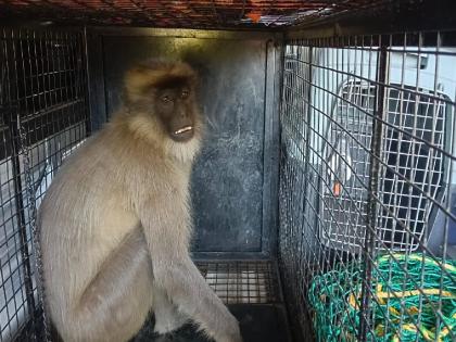 The forest department caught the monkey that was attacking citizens in Satara | साताऱ्यात नागरिकांवर हल्ले करणारे माकड अखेर जेरबंद, वनविभागाच्या टीमने माकडाला सुरक्षित अधिवासात सोडले