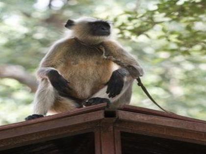 monkey trap in jalgaon | जळगावात धुमाकूळ घालणारे वानर अखेर पिंज:यात