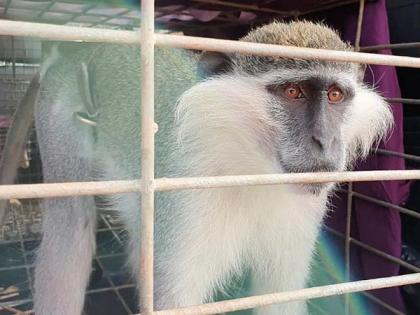 Monkey Man frees villagers from monkey infestation | ‘मंकी मॅन’ने माकडांच्या उपद्रवापासून केले गावकऱ्यांना मुक्त