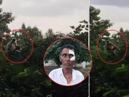 Terror of monkey in Umri; Training stopped, forest staff who came for security injured | उमरीत पिसाळलेल्या वानराची दहशत; प्रशिक्षण बंद, बंदोबस्तासाठी आलेला वन कर्मचारी जखमी Terror of monkey in Umri; Training stopped, forest staff who came for security injured | उमरीत पिसाळलेल्या वानराची दहशत; प्रशिक्षण बंद, बंदोबस्तासाठी आलेला वन कर्मचारी जखमी