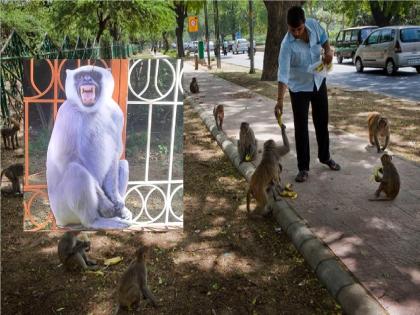 G20: Deployment of monkey noisemakers in Delhi; Decision due to G20 | राजधानी दिल्लीत माकडांचा आवाज काढणाऱ्यांची तैनाती; G20 मुळे निर्णय, कारण काय..?