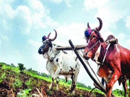  Waiting for strong rains | बळीराजाला दमदार पावसाची प्रतिक्षा