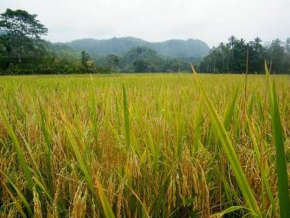 due to community farming the production of rice will increase this year the director of agriculture has predicted in goa  | सामुदायिक शेतीमुळे यंदा भाताचे उत्पादन वाढणार; कृषी संचालकांनी व्यक्त केला अंदाज 