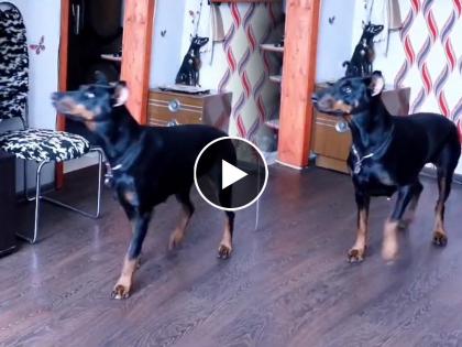 dog copies Michel Jackson do moon walk video goes viral on social media | चक्क मायकल जॅक्सनला कॉपी केलं या श्वानाने, असा ऐटीत करतोय मुन वॉक की नेटकरीही चकित