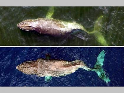 'Moon' whale traveled 4800 km with a broken spine; But can't go back... | जिद्दीला सलाम! तुटलेल्या मणक्यासह 'मून'ने केला 4800 किमीचा प्रवास; पण परत जाऊ शकणार नाही...