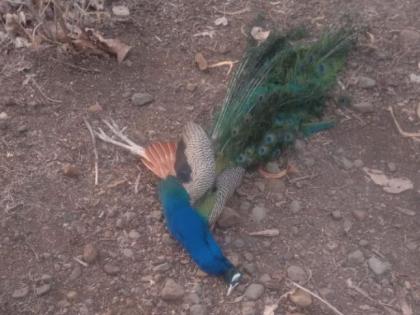 Annoying; Six peacocks were killed by poisoning in Wardha district | संतापजनक; वर्धा जिल्ह्यात विषप्रयोग करून सहा मोरांना मारले