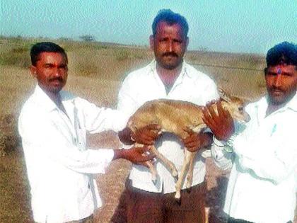 Cats survived by young men | तरु णांमुळे वाचला पाडसाचा जीव