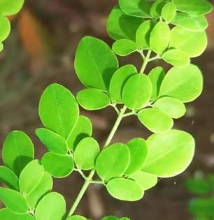 शेवग्याची पानं म्हणजे अनेक समस्या दूर करणारे सुपरफूड, आजवर खाल्ले नसतील तर लगेच आणा..