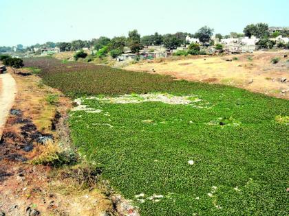 Use of pests for controlling 'Jalkun too' | ‘जलकुं भी’ नियंत्रणासाठी किडींचा वापर!