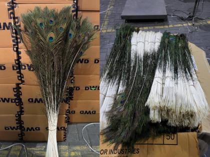 2 crore peacock feather smuggling exposed in mumbai | २ कोटींच्या मोरपिसांच्या तस्करीचा पर्दाफाश; डीआयआरची कारवाई