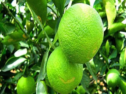 In Nagpur district, oranges, Mosambi have benefited the farmers; Effect of environment on production | नागपूर जिल्ह्यात संत्रा, मोसंबीने शेतकऱ्यांना केले मालामाल; वातावरणाचा उत्पादनावर परिणाम