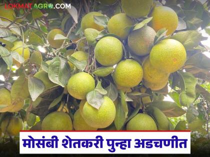 latest news Mosambi Market: Heavy rains and price hikes have resulted in a trader winning; the farmer has lost. Read in detail | Mosambi Market : अतिवृष्टीचा तडाखा आणि भावपाडीत व्यापारी जिंकला; हरला तो शेतकरी वाचा सविस्तर latest news Mosambi Market: Heavy rains and price hikes have resulted in a trader winning; the farmer has lost. Read in detail | Mosambi Market : अतिवृष्टीचा तडाखा आणि भावपाडीत व्यापारी जिंकला; हरला तो शेतकरी वाचा सविस्तर