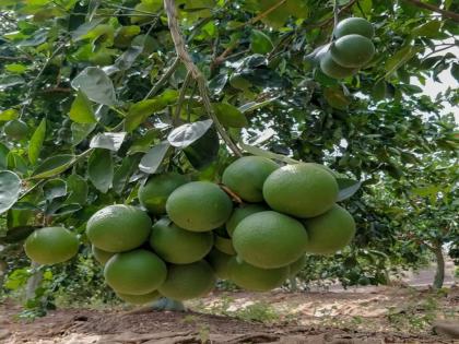 20 crores to citrus estates in Vidarbha; 40 crores to Marathwada | विदर्भातील सिट्रस इस्टेटला २० काेटी; तर मराठवाड्याला ४० काेटी रुपये