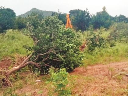 Mosambi crop infected with an unknown disease; The farmer uprooted the orchard of two acres and threw it away | मोसंबी पिकास अज्ञात रोगाची लागण; दोन एकरांतील फळबाग शेतकाऱ्याने उपटून फेकली