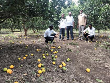 The price of Mosambi has fallen due to fruit fall, farmers run to the government for compensation | फळगळीने मोसंबीचा पडला भाव, शेतकऱ्यांची भरपाईसाठी शासनाकडे धाव