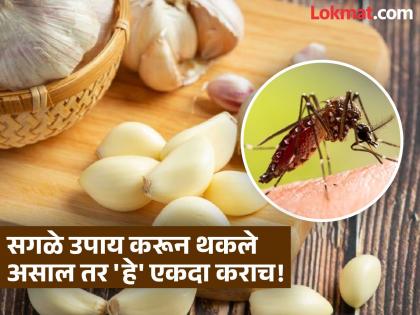 2 best home remedies to keep mosquitoes out of house | अनेक उपाय करूनही डास जात नसतील, तर 'हे' दोन उपाय एकदा कराच!