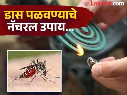 Mosquito coil smoke lung respiratory disease environmental problem | डासांना पळवण्यासाठी मॉस्किटो कॉइल लावता? जाणून घ्या याचे साइड इफेक्ट...